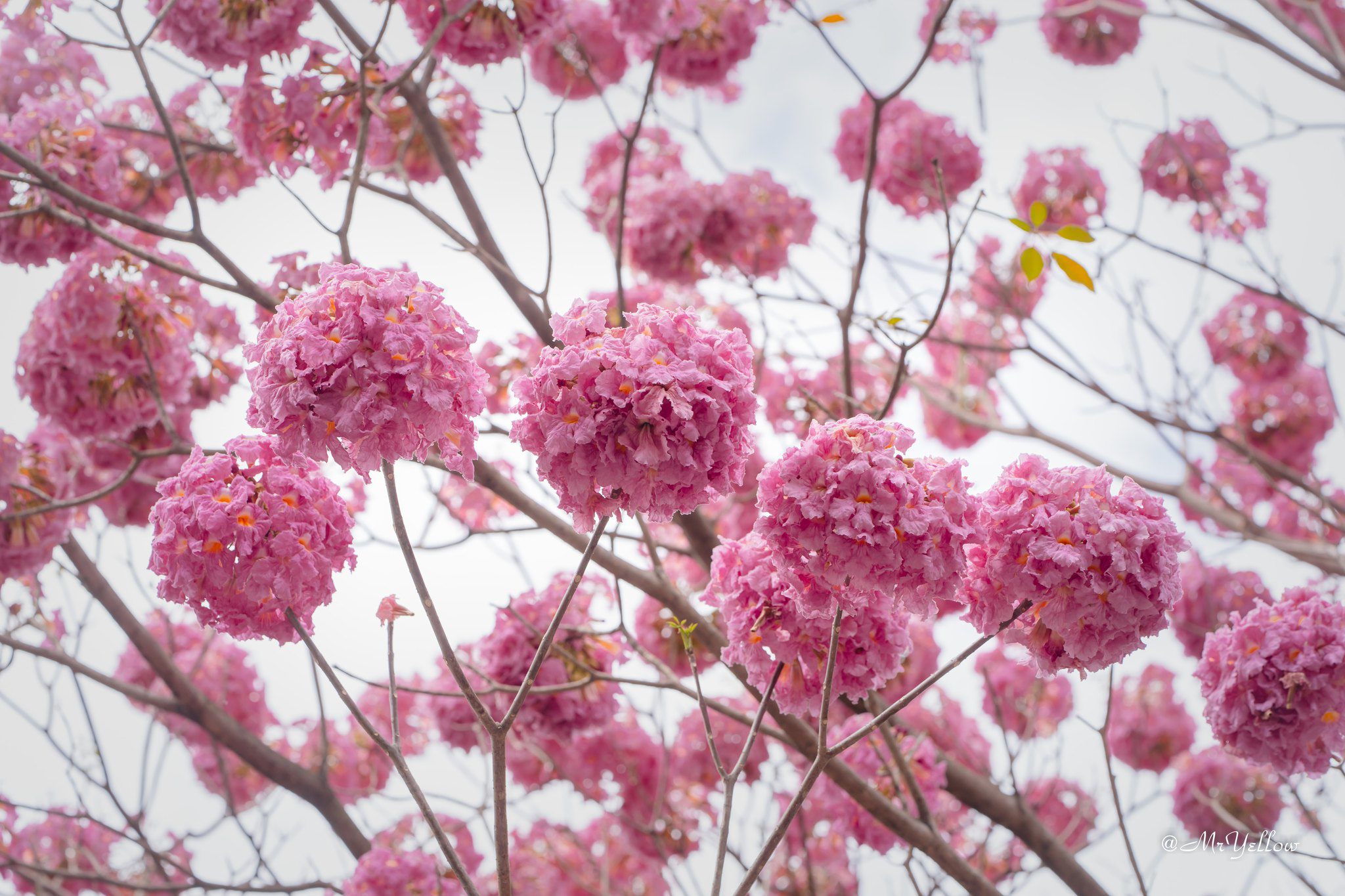 482068303_1286186469146869_812474201668770164_n-1742262524-137-width2048height1365 Nàng thơ đẹp lãng mạn giữa sắc hoa kèn hồng Biên Hòa - 7