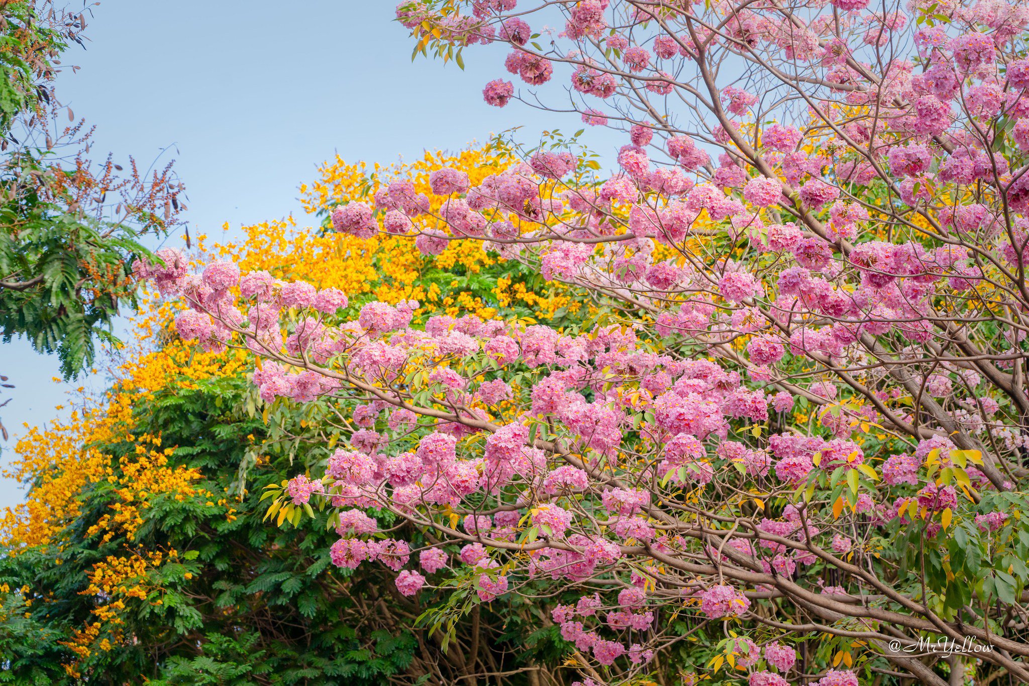 482222669_1286185949146921_5408391117617230589_n-1742262627-230-width2048height1365 Nàng thơ đẹp lãng mạn giữa sắc hoa kèn hồng Biên Hòa - 9