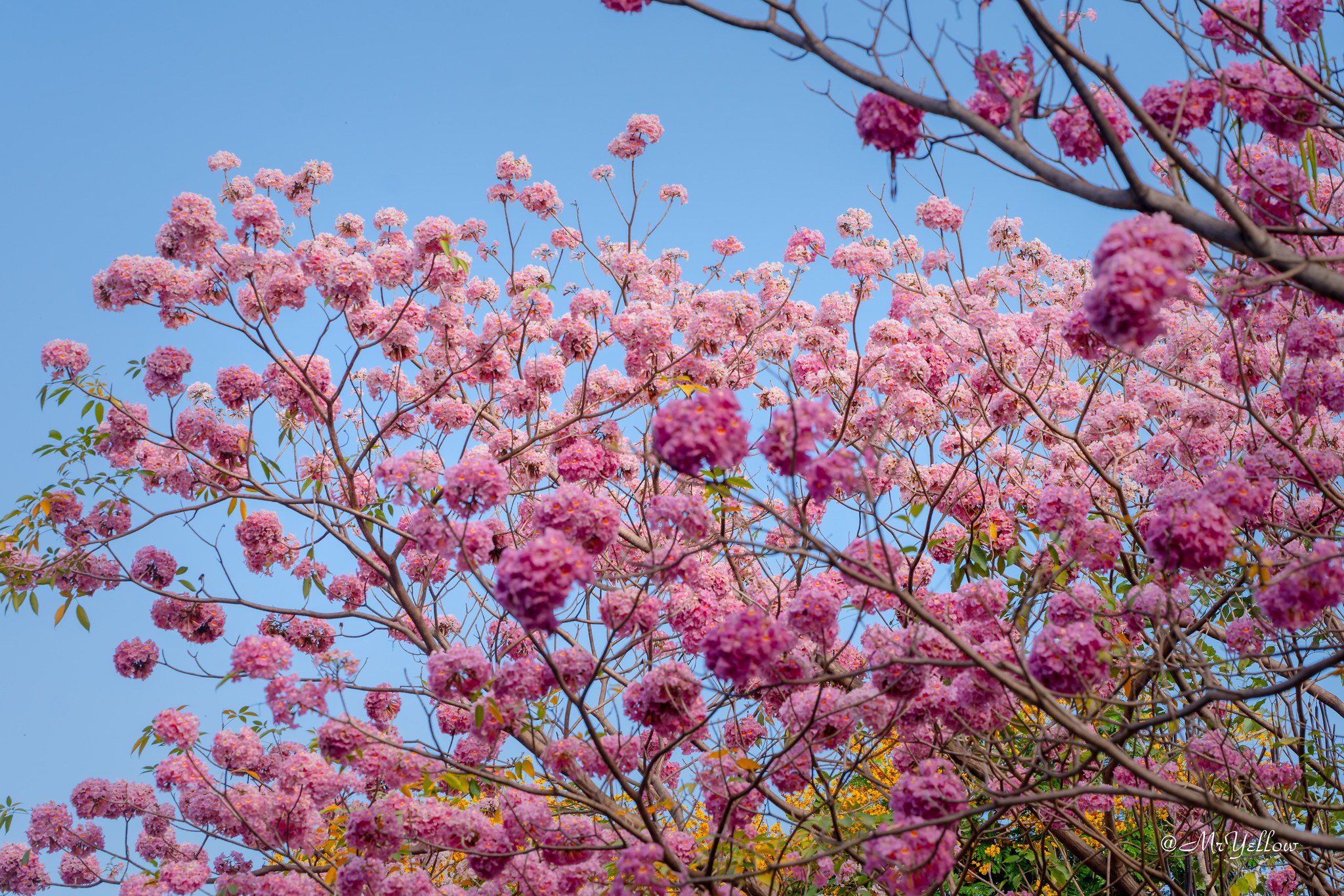 482243371_1286185952480254_2456027506733372263_n-1742262502-676-width2048height1365 Nàng thơ đẹp lãng mạn giữa sắc hoa kèn hồng Biên Hòa - 5