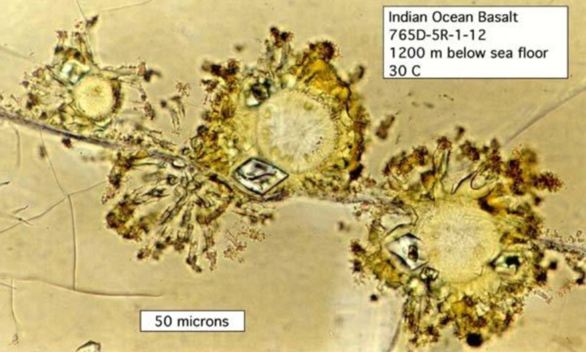Phát hiện một dạng sống chưa từng được biết đến tại châu Phi- Ảnh 5.