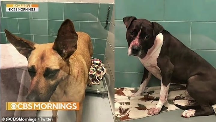 Cô gái bị chó dữ cắn 800 nhát trên mặt có diện mạo mới sau 4 năm phẫu thuật- Ảnh 5.