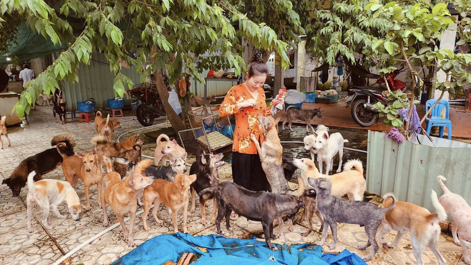 Nữ nghệ sĩ sở hữu biệt thự 30 tỷ ở Đà Lạt, chọn sống độc thân tới già, nuôi hơn 400 con chó hoang- Ảnh 7.