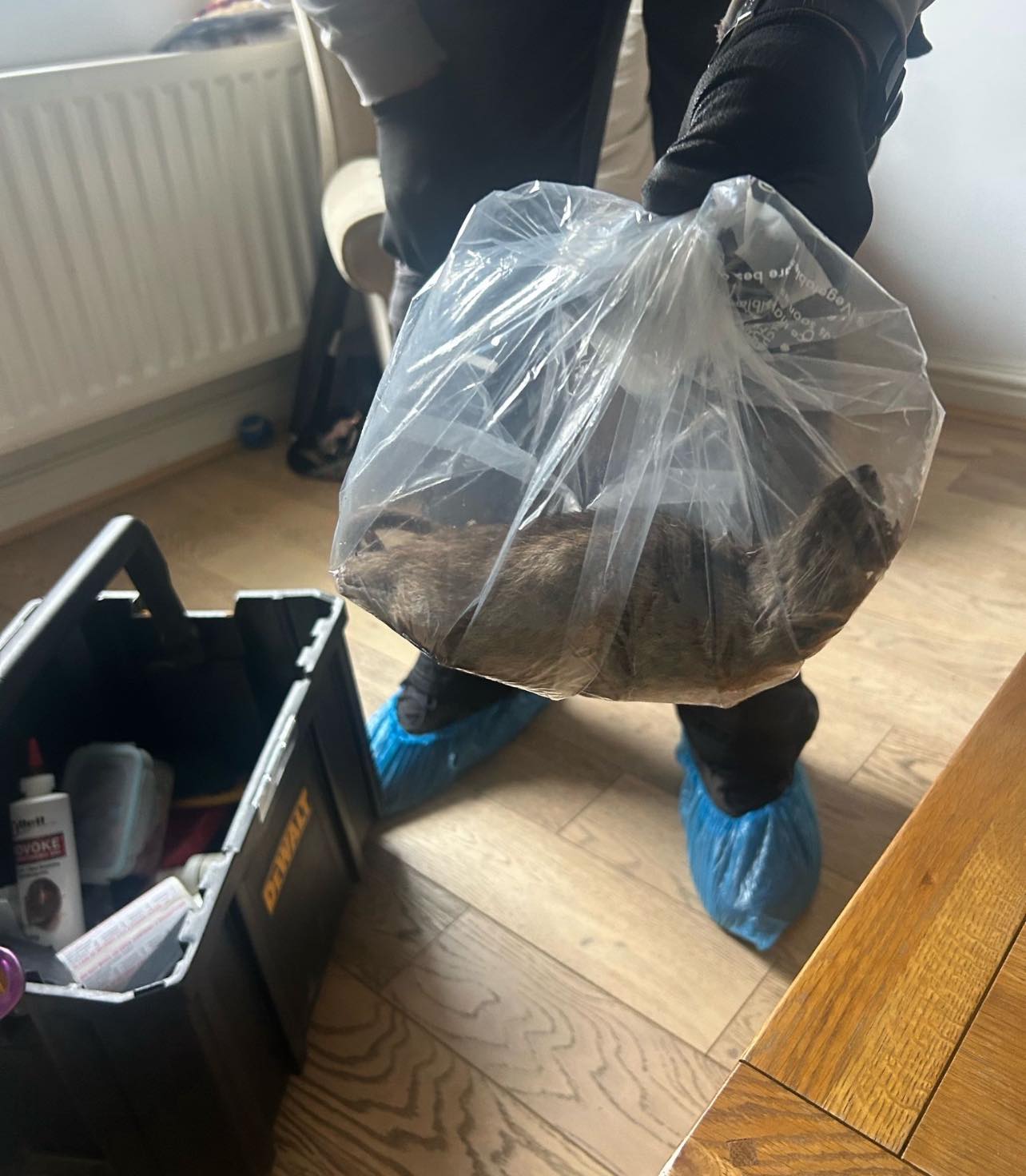 Bàng hoàng bắt được con chuột khổng lồ dài tới hơn 55cm- Ảnh 1.