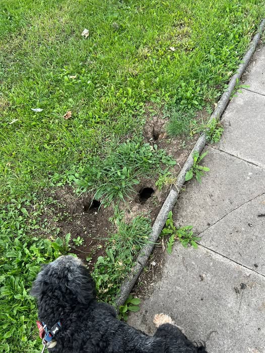 Bàng hoàng bắt được con chuột khổng lồ dài tới hơn 55cm- Ảnh 2.