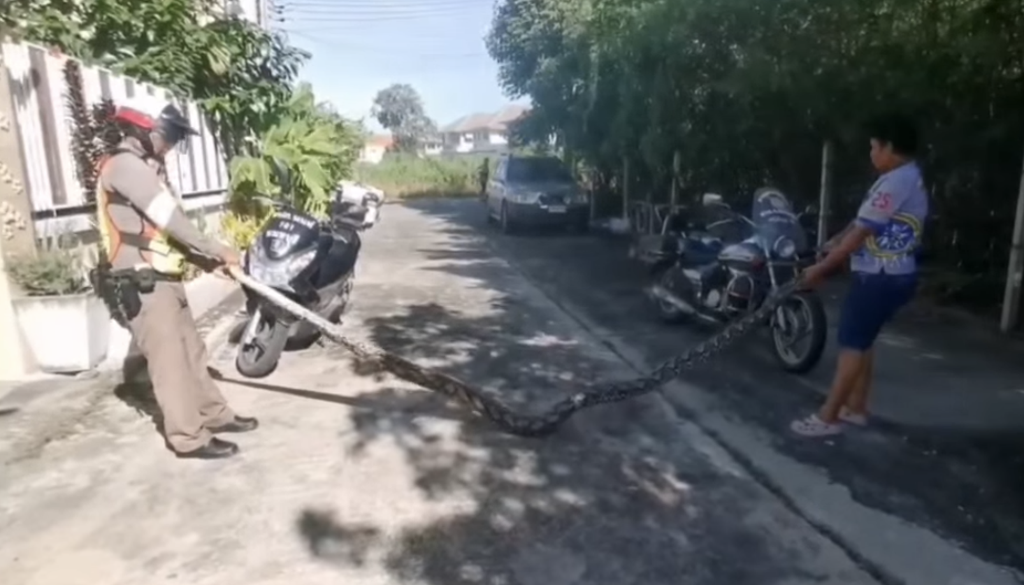 Trăn khổng lồ dài 5 mét