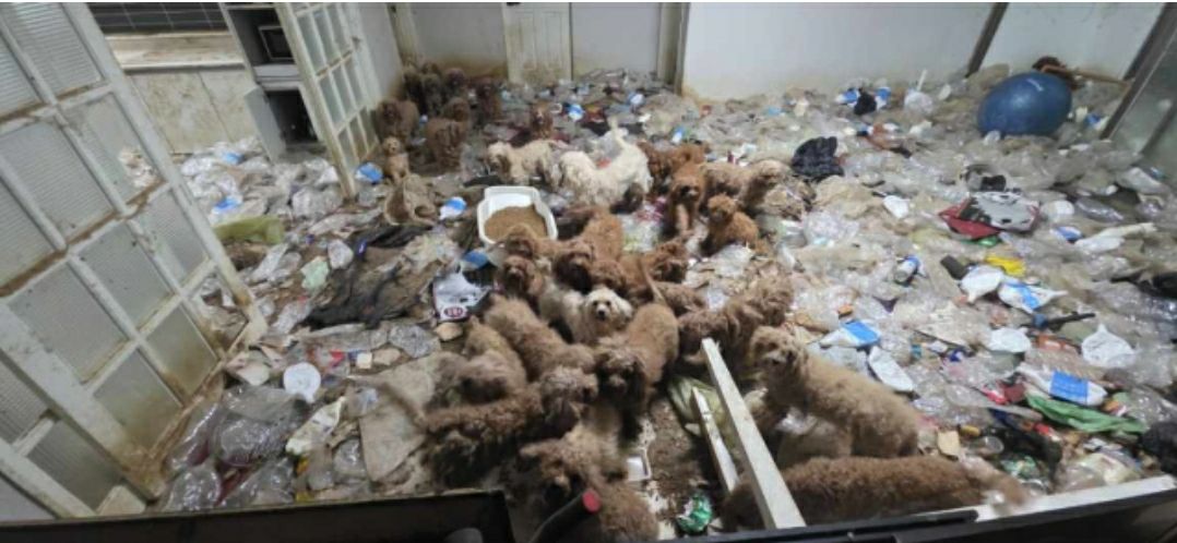 36 con poodle bị bỏ đói, sống chung 17 bộ xương chó, rác thải ngập ngụa trong một tòa nhà- Ảnh 1.