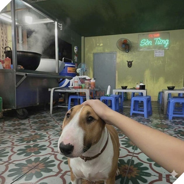 Game Quan Pho Anh Hai gay sot, quan an Ha Noi bong dong khach vi nuoi “cau Vang” giong trong game 2 Game Quán Phở Anh Hai gây sốt, quán ăn Hà Nội bỗng đông khách vì nuôi “cậu Vàng” giống trong game 2