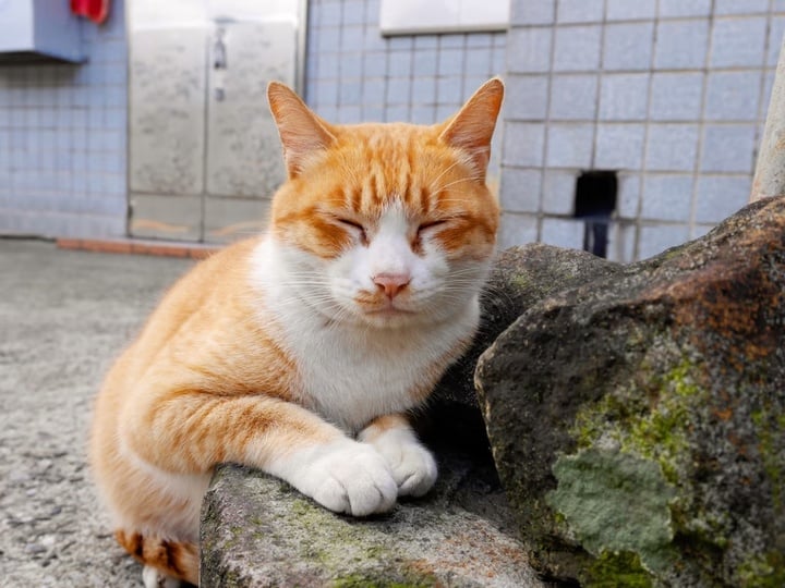 Mèo nhấn nút gửi email xin thôi việc khiến cô chủ thất nghiệp ngay trước Tết- Ảnh 1.