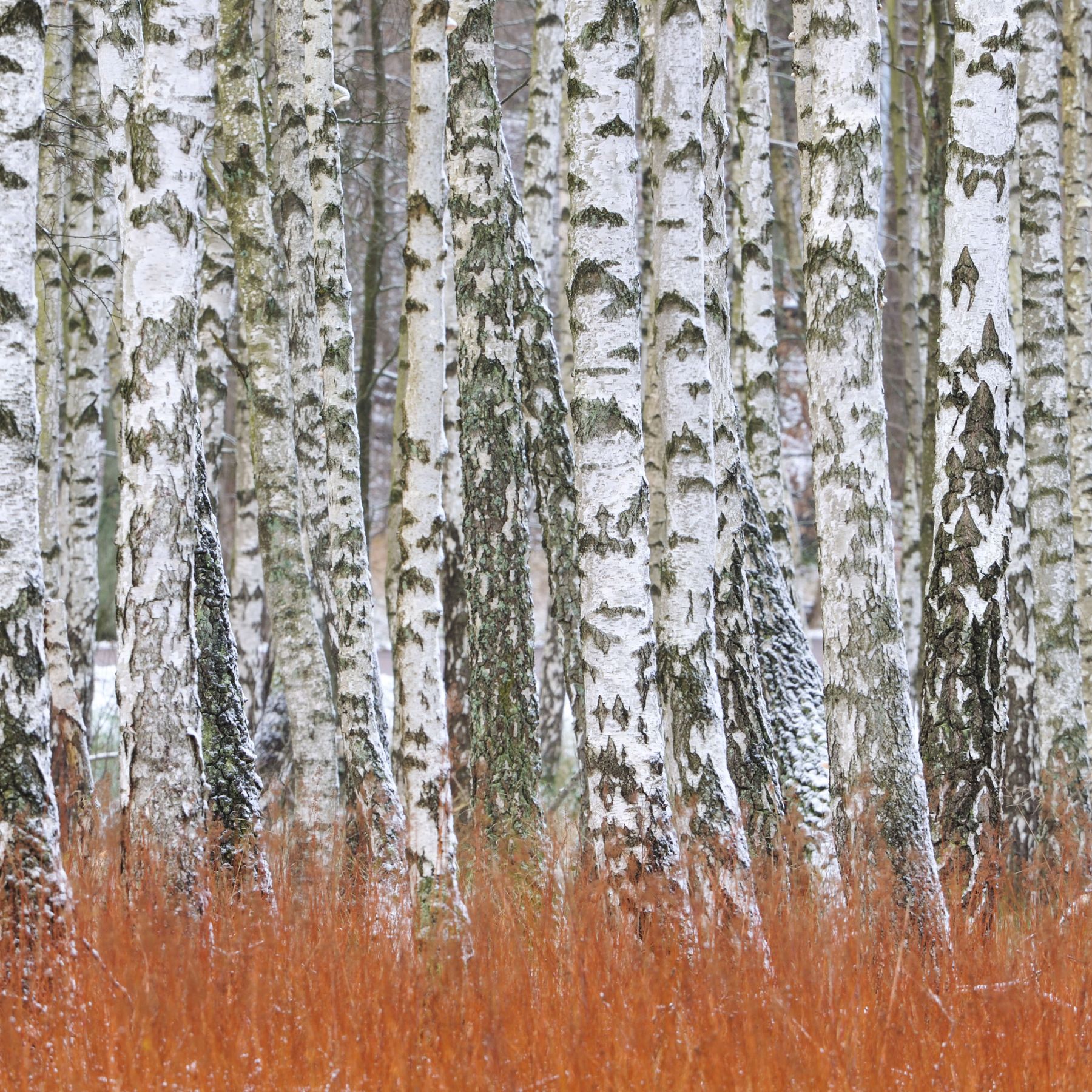 Tại sao cây bạch dương gần như không thể chết vì đóng băng?- Ảnh 1. Tại sao cây bạch dương gần như không thể chết vì đóng băng?- Ảnh 1.