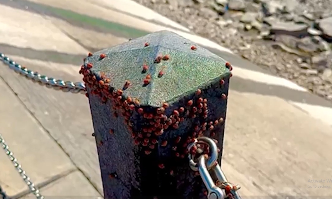 Người đi biển Người đi biển