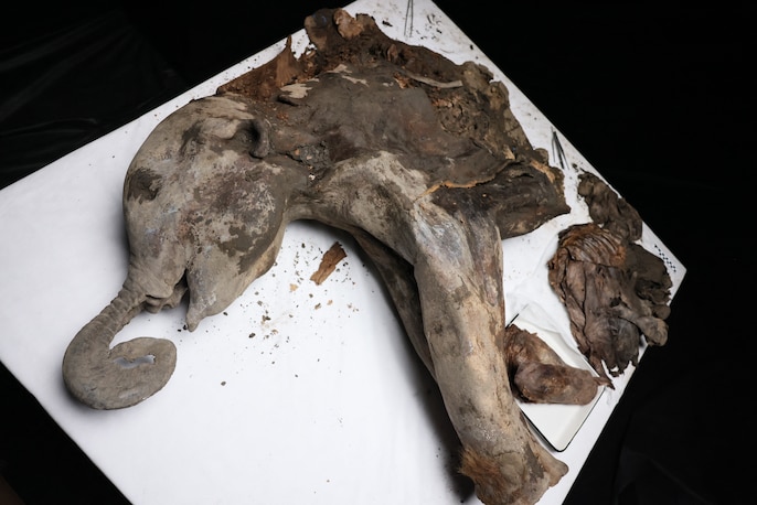 Cận cảnh: Các nhà khoa học Nga mổ khám nghiệm một con voi ma mút được bảo quản 130.000 năm trong lớp băng vĩnh cửu ở Siberia- Ảnh 2.