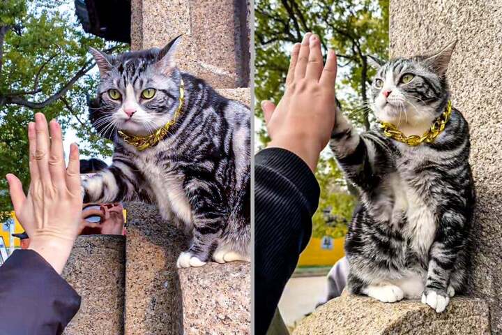 Chú mèo gây sốt dân mạng ở Trung Quốc, nhiều người xếp hàng để được gặp- Ảnh 1. Chú mèo gây sốt dân mạng ở Trung Quốc, nhiều người xếp hàng để được gặp- Ảnh 1.