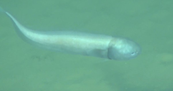 Chui xuống nơi sâu nhất thế giới 33 lần, chuyên gia có phát hiện gây chấn động 8115303 1741414750045 17414147501111014045733 0 0 1201 1922 crop 1741415054393890006342 1741420429564 1741420429798374382195 0 0 477 763 crop 17414204529941045918947jpg