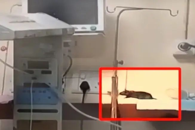 2 trẻ sơ sinh bị chuột cắn trong phòng hồi sức tích cực, tử vong chưa rõ nguyên nhân- Ảnh 1. 2 trẻ sơ sinh bị chuột cắn trong phòng hồi sức tích cực, tử vong chưa rõ nguyên nhân- Ảnh 1.