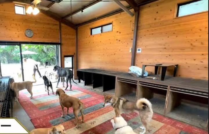 Trả ơn cứu mạng, người đàn ông bán xe Ferrari xây nơi trú ẩn cho chó- Ảnh 4.