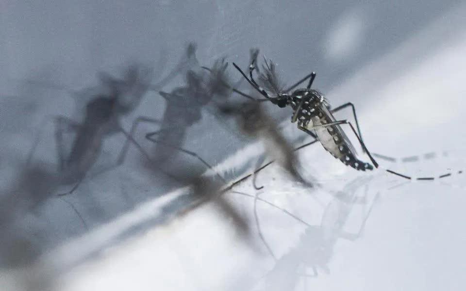 (Ảnh minh họa: ST Photo)