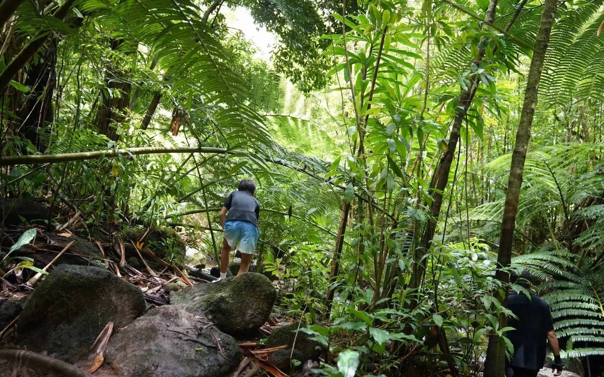 Tôn Lệ cùng chồng con trekking xuyên rừng: Hình ảnh giản dị mà ấm áp gây sốt mạng xã hội- Ảnh 6.
