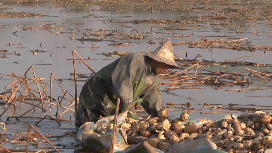 Đào ao sau nhà phát hiện hơn 10kg vàng “đặc biệt” trị giá 357 tỷ đồng- Ảnh 1.