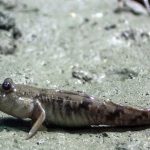 Loài cá kỳ dị bậc nhất thế giới, có thể đi bộ, leo cây thoải mái 960px periophthalmusmodestus 17557569937061388254231 1755761641140 17557616415491998263844 120 0 720 960 crop 1755761727363229605714jpg