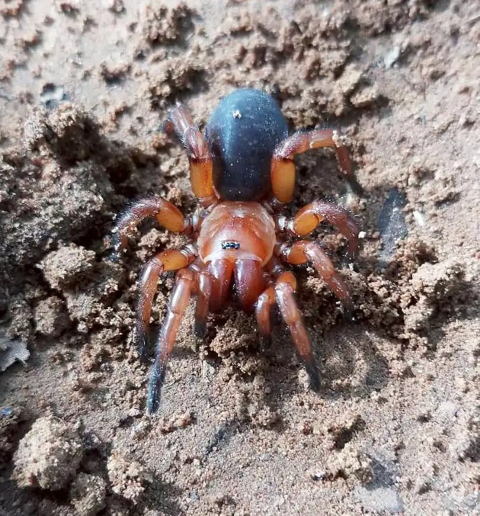 Các nhà khoa học tìm thấy một loài nhện nửa đực, nửa cái ở Thái Lan- Ảnh 3.