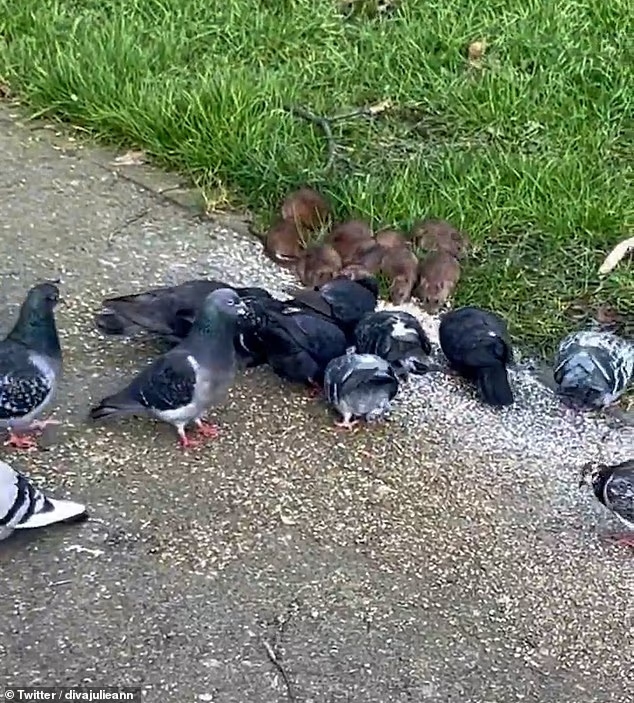 Anh: Phát hiện chuột khổng lồ dài hơn nửa mét ở khắp nơi- Ảnh 5. Anh: Phát hiện chuột khổng lồ dài hơn nửa mét ở khắp nơi- Ảnh 5.