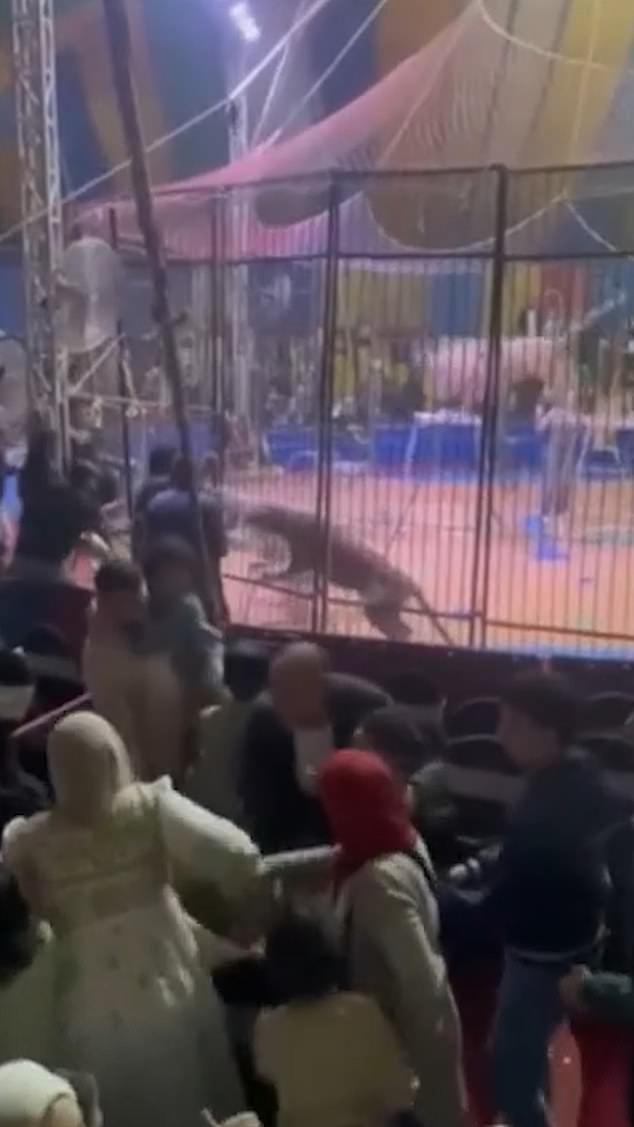 Hổ nổi điên cắn nát tay nghệ sĩ xiếc ngay trong buổi biểu diễn, đám đông khán giả hoảng loạn chứng kiến- Ảnh 1.