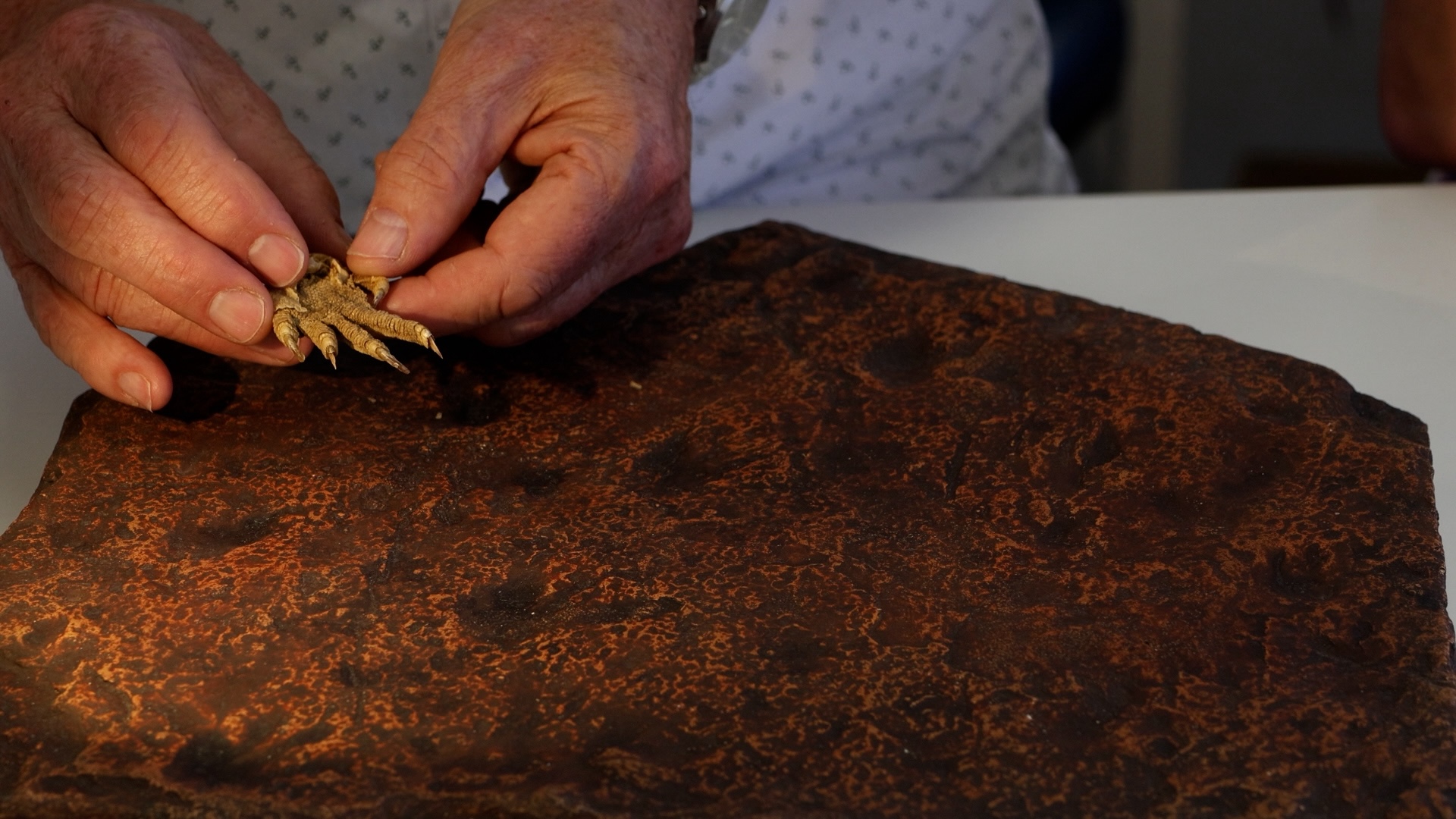 "Vuốt quỷ" trên đá viết lại lịch sử tiến hóa địa cầu 9zegaqhvpaezfuheggutzm 1747367209025237084958 1747376929512 17473769296372114129051