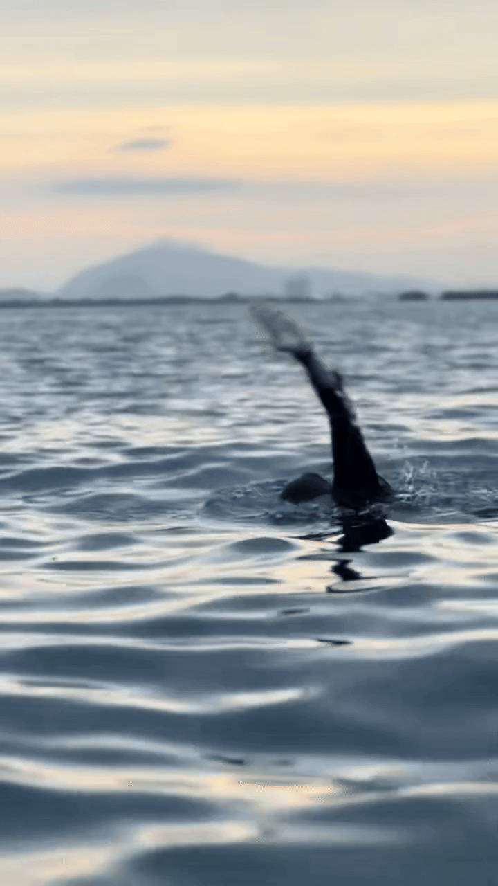 7 triệu người xem nữ diễn viên được anh bồ chính trị gia bơi vượt biển để gặp sau 11 lần bị phản bội- Ảnh 1. 7 triệu người xem nữ diễn viên được anh bồ chính trị gia bơi vượt biển để gặp sau 11 lần bị phản bội- Ảnh 1.