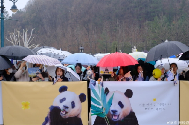 Hàng dài du khách xếp hàng, hào hứng được ghé thăm cặp gấu trúc song sinh siêu đáng yêu ở Hồng Kông (Trung Quốc)- Ảnh 2. Hàng dài du khách xếp hàng, hào hứng được ghé thăm cặp gấu trúc song sinh siêu đáng yêu ở Hồng Kông (Trung Quốc)- Ảnh 2.