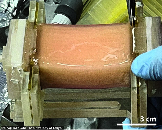 Đây là miếng thịt nhân tạo lớn nhất loài người từng nuôi cấy được: Thật bất ngờ, các nhà khoa học Nhật Bản đã