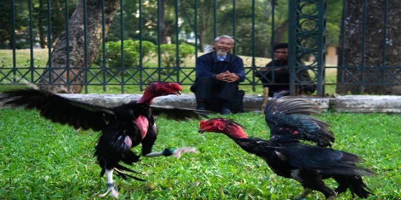 Nhận biết lối đá qua bộ lông gà chiến