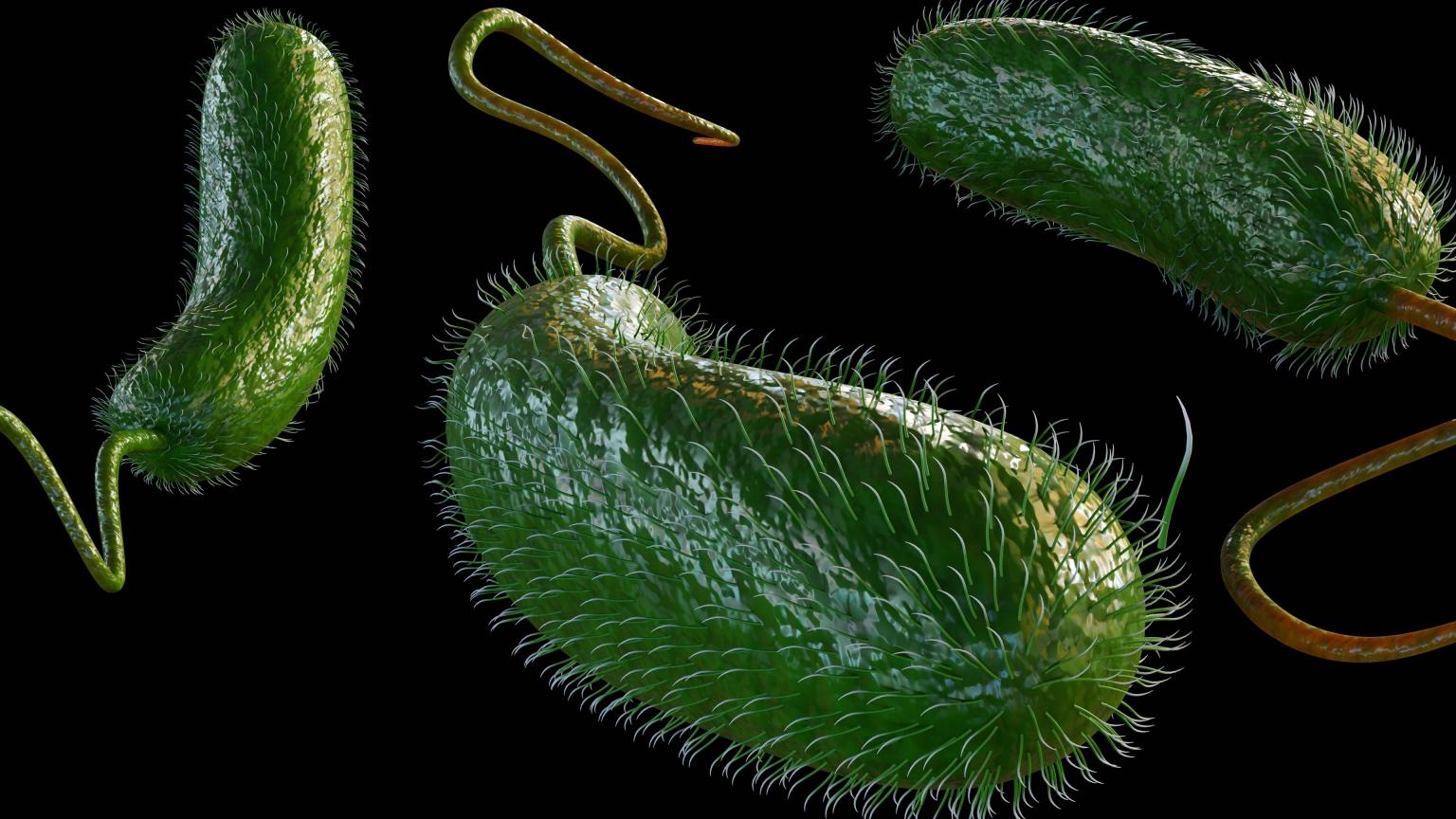 Các ca nhiễm vi khuẩn