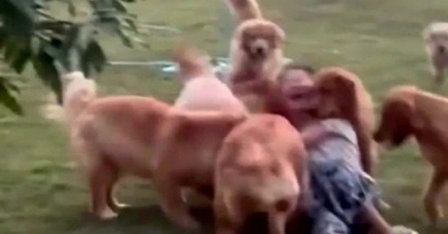 Cô gái trẻ nhận kết đắng khi trêu chọc đàn chó adt1736750832 treu cho 1333 69 344 895 1920 crop 3 anh cat 3 2 auto cropjpg 1