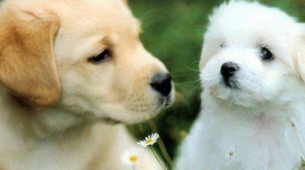 Càng sát Tết nguyên đán Ất Tỵ 2025, 3 con giáp này càng đón nhận nhiều tài lộc và thăng hoa trong sự nghiệp adt1737445213 tuoi tuat 4933 0 0 500 800 crop 1375 anh cat 3 2 auto cropjpg