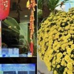 Cơ ngơi 5 tỷ của MC Nguyên Khang rực rỡ sắc xuân, chậu hoa chậu quất cũng được "làm đỏm" rất điệu adt1737773469 8084 171 local anh cat 3 2 auto cropjpg