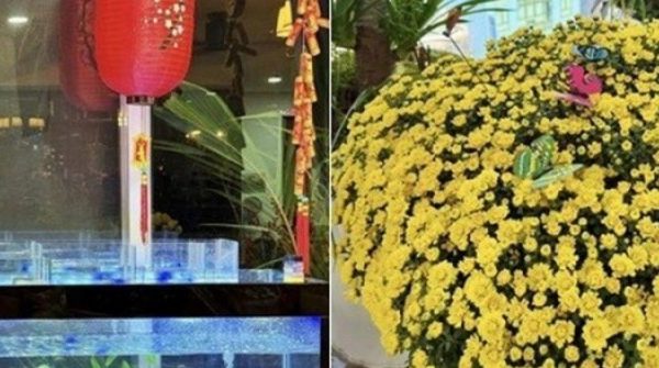 Cơ ngơi 5 tỷ của MC Nguyên Khang rực rỡ sắc xuân, chậu hoa chậu quất cũng được "làm đỏm" rất điệu 28 Cơ ngơi 5 tỷ của MC Nguyên Khang rực rỡ sắc xuân, chậu hoa chậu quất cũng được "làm đỏm" rất điệu adt1737773469 8084 171 local anh cat 3 2 auto cropjpg