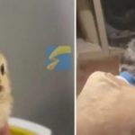 Người phụ nữ dùng đèn sưởi để sưởi ấm cho gà con, không ngờ biến thành "gà nướng" adt1738212891 edit edit nguoi phu nu dung den suoi anh cat 3 2 auto cropjpeg