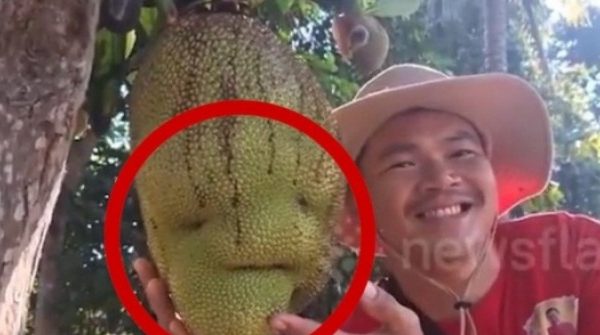 Đổ xô chụp ảnh, thắp hương cúng lạy quả mít hình 'mặt người' adt1739080352 do xo chup anh thap huong cung lay q anh cat 3 2 auto cropjpg