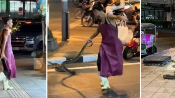 Người đàn ông tay không bắt rắn, cầm đuôi con vật kéo đi như đồ chơi adt1740708907 nguoi dan ong tay khong bat ran cam anh cat 3 2 auto cropjpg