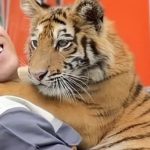 Chú hổ xứ Nghệ 'gây sốt' vì biểu cảm đáng yêu adt1744252271 img 8194 2 2117 21 7338 8525 4345 anh cat 3 2 auto cropjpg