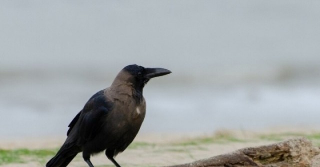 Người muốn thành công, nhất định phải nhớ 'định luật con quạ' adt1745388288 nguoi muon thanh cong nhat dinh phai anh cat 3 2 auto cropjpg 1