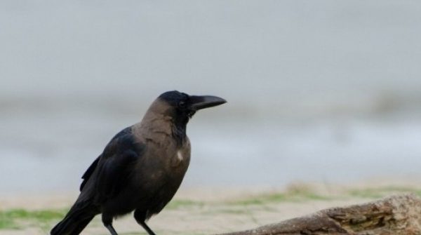 Người muốn thành công, nhất định phải nhớ 'định luật con quạ' adt1745388288 nguoi muon thanh cong nhat dinh phai anh cat 3 2 auto cropjpg