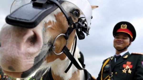 Điều thú vị về chú ngựa Út Ngáo nổi tiếng nhất đoàn kỵ binh adt1745802521 dieu thu vi ve chu ngua ut ngao noi anh cat 3 2 auto cropjpg