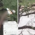 Bám vào cây để sống sót sau khi bị lũ cuốn trôi 32 km adt1751855432 anht 1835 9671 2042 anh cat 3 2 auto cropjpg