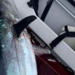 Cậu bé 11 tuổi câu được con cá khổng lồ nặng gần 117kg adt1752820927 cau be 11 tuoi cau duoc con ca khong anh cat 3 2 auto cropjpg