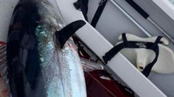 Cậu bé 11 tuổi câu được con cá khổng lồ nặng gần 117kg adt1752820927 cau be 11 tuoi cau duoc con ca khong anh cat 3 2 auto cropjpg