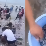 Người dân Trung Quốc thi nhau nhặt hải sản sau bão Wipha adt1753152850 dpicsartaiimageenhancer 2881 8729 2 anh cat 3 2 auto croppng