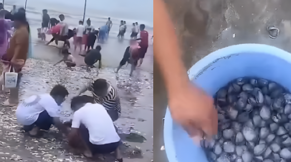 Người dân Trung Quốc thi nhau nhặt hải sản sau bão Wipha 29 Người dân Trung Quốc thi nhau nhặt hải sản sau bão Wipha adt1753152850 dpicsartaiimageenhancer 2881 8729 2 anh cat 3 2 auto croppng