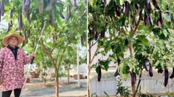 Người đàn ông có cây cà tím lạ, mỗi năm cho hơn tạ quả, chia khắp xóm adt1753423696 anhdd 17 1075 anh cat 3 2 auto cropjpg