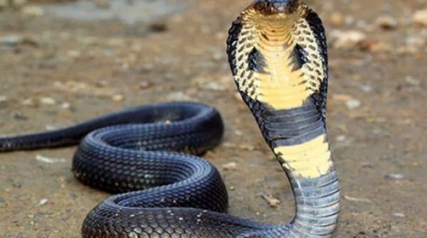 Bé trai một tuổi cắn chết rắn hổ mang adt1753669780 topranhomang1 8369 9421 8544 anh cat 3 2 auto cropjpg